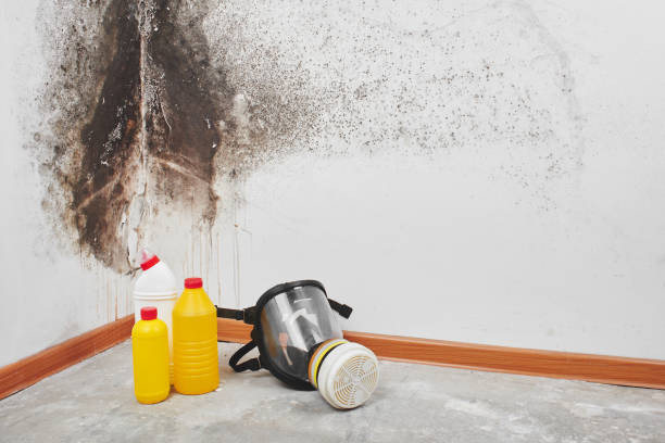 Best Mold Remediation  in Finley, WA