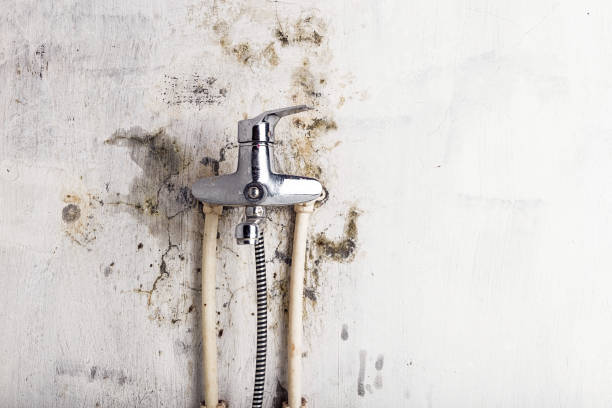 Trusted Finley, WA Mold Removal Experts