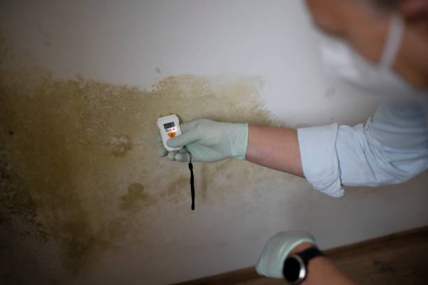 Best Mold Testing  in Finley, WA