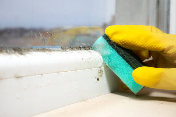 Best Mold Removal Process  in Finley, WA