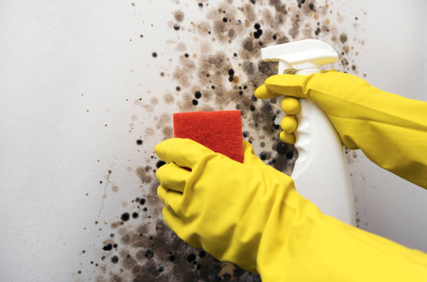 Best Home Mold Removal  in Finley, WA