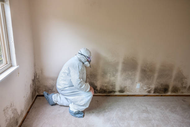 Best Local Mold Removal Service  in Finley, WA
