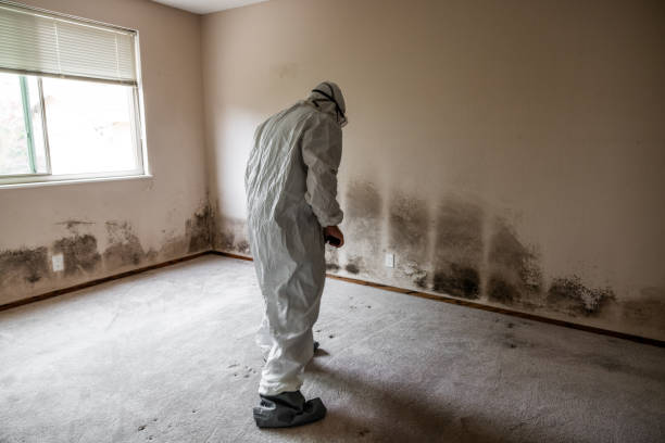 Best Commercial Mold Removal  in Finley, WA