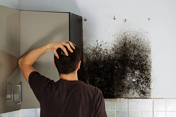Best Black Mold Removal  in Finley, WA