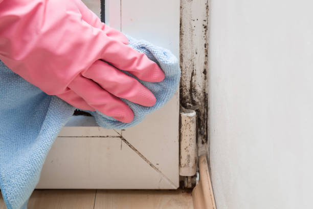 Best Attic Mold Removal  in Finley, WA