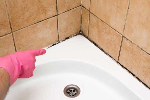 Best Same-Day Mold Removal  in Finley, WA