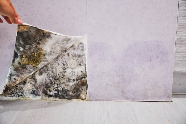 Best Best Mold Removal Companies  in Finley, WA
